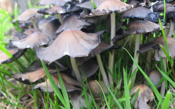 Картинка природа