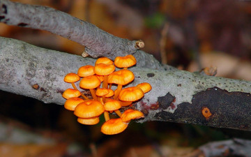 Картинка природа