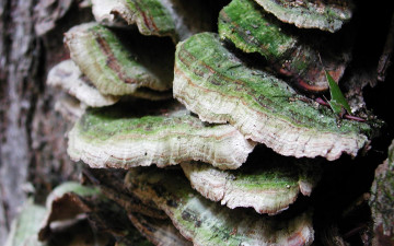 Картинка природа