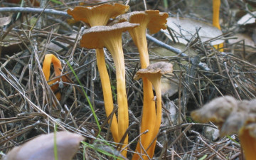 Картинка природа