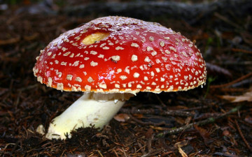 Картинка природа