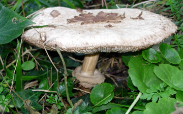 Картинка природа