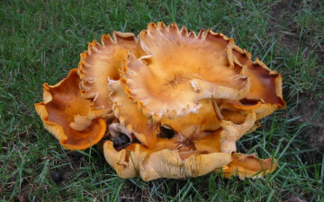 Картинка природа