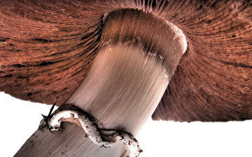 Картинка природа