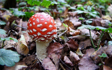 Картинка природа