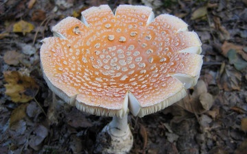 Картинка природа