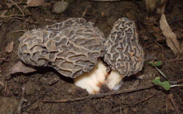 Картинка природа