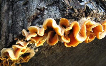 Картинка природа