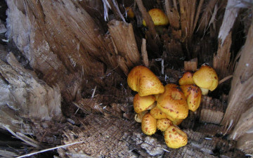 Картинка природа