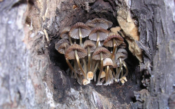 Картинка природа