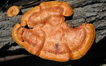 Картинка природа