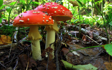 Картинка природа