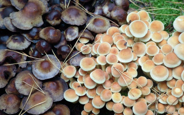 Картинка природа