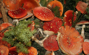 Картинка природа