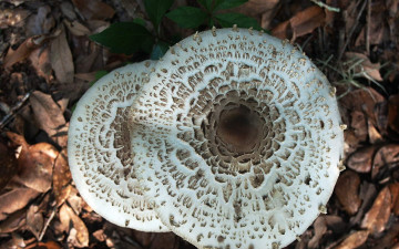 Картинка природа