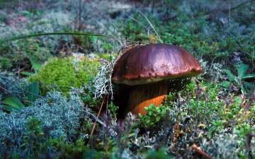 Картинка природа