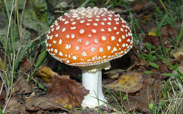 Картинка природа