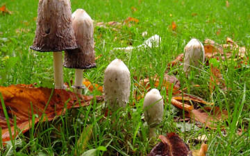 Картинка природа