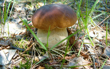 Картинка природа