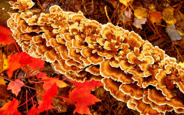 Картинка природа