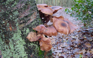 Картинка природа