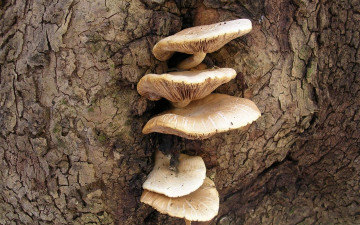 Картинка природа