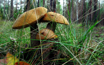 Картинка природа