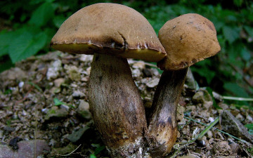 Картинка природа