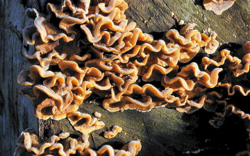 Картинка природа