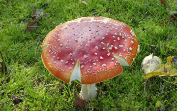 Картинка природа