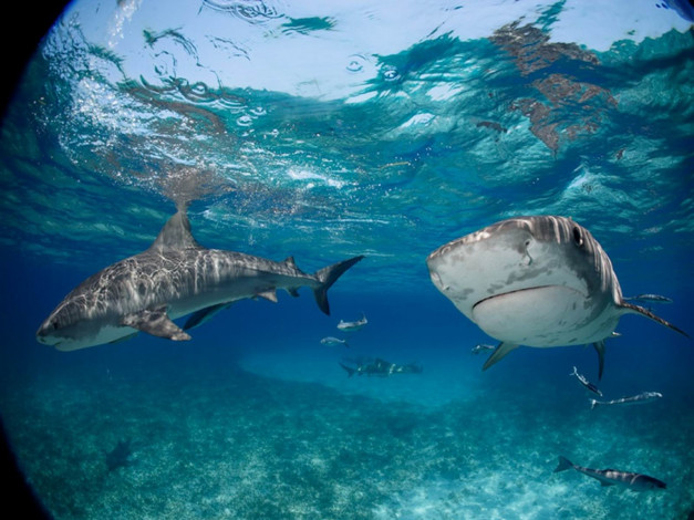 Обои картинки фото животные, акулы
