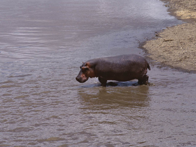 Обои картинки фото животные, бегемоты