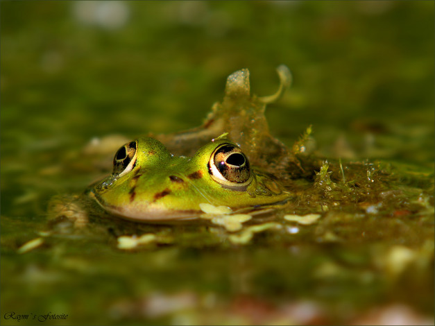 Обои картинки фото животные, лягушки