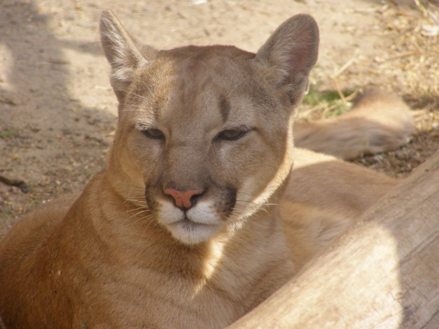 Обои картинки фото животные, пумы