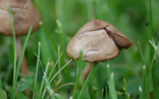 Обои картинки фото природа