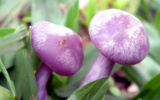 Обои картинки фото природа