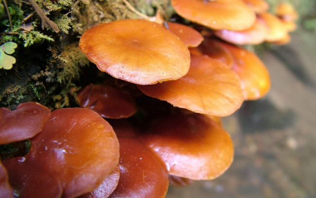 Обои картинки фото природа