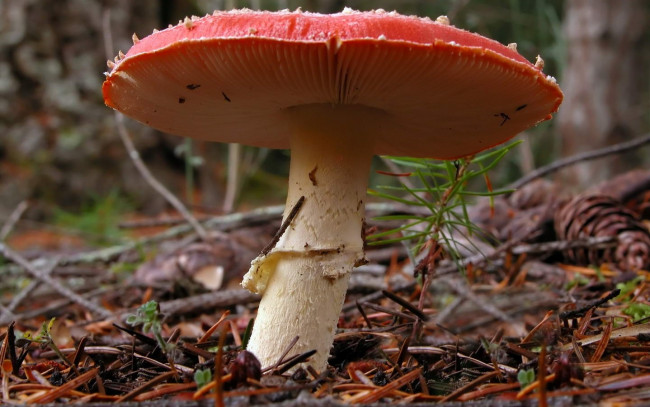 Обои картинки фото природа