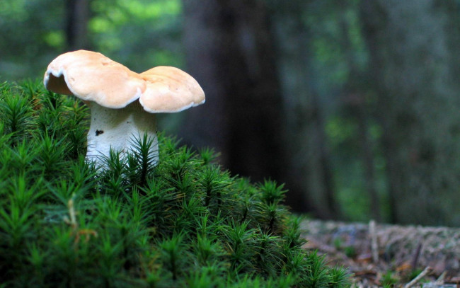 Обои картинки фото природа