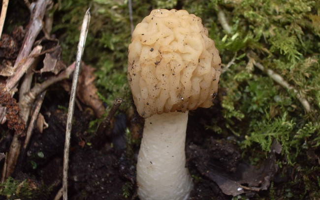 Обои картинки фото природа