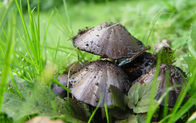 Обои картинки фото природа