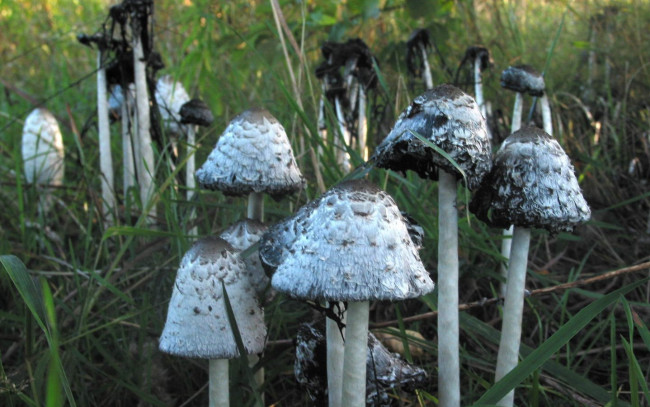 Обои картинки фото природа