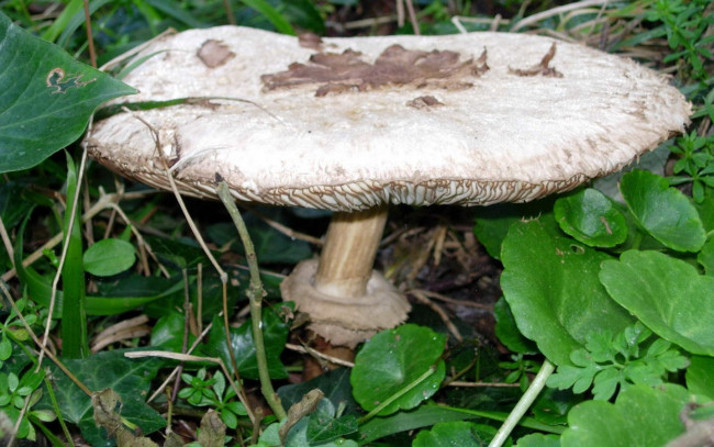 Обои картинки фото природа