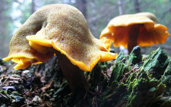 Обои картинки фото природа