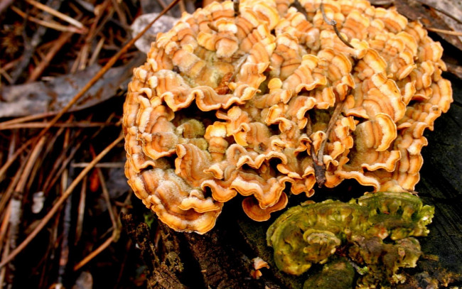 Обои картинки фото природа