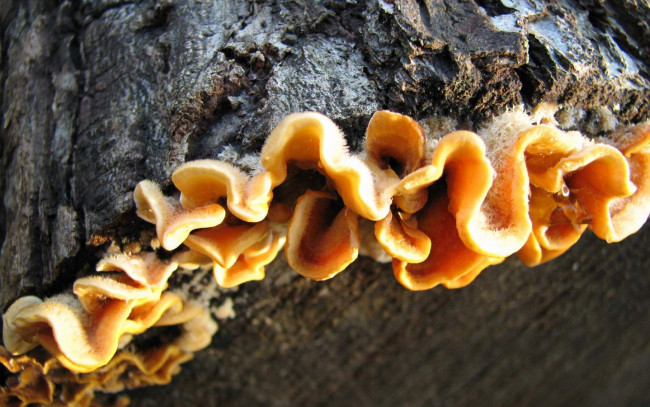 Обои картинки фото природа