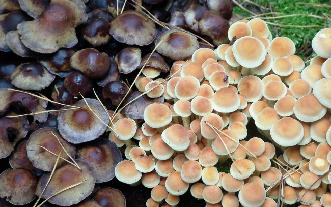 Обои картинки фото природа