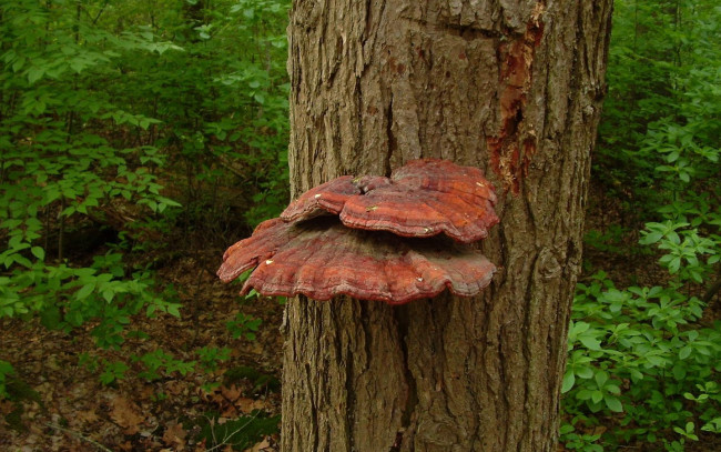 Обои картинки фото природа