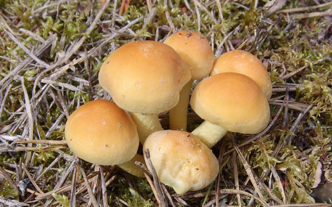 Обои картинки фото природа