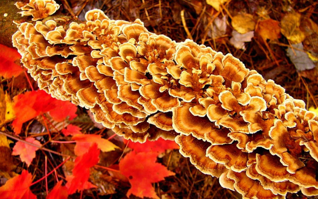 Обои картинки фото природа